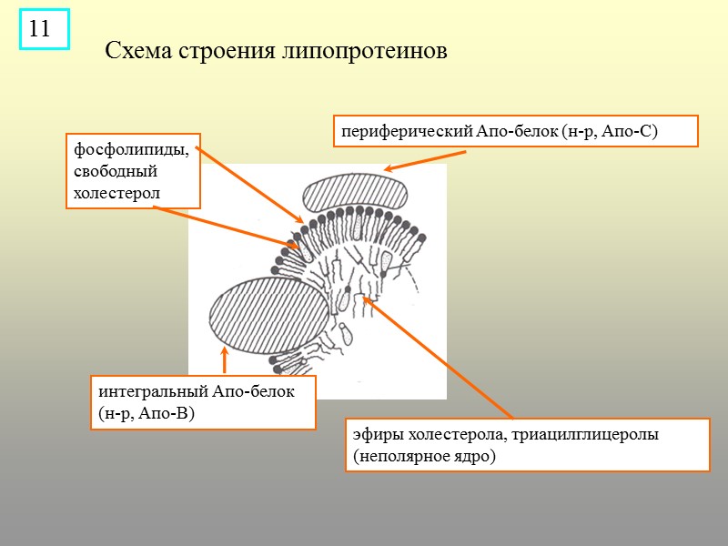 периферический Апо-белок (н-р, Апо-С) фосфолипиды, свободный холестерол интегральный Апо-белок (н-р, Апо-В) эфиры холестерола, триацилглицеролы